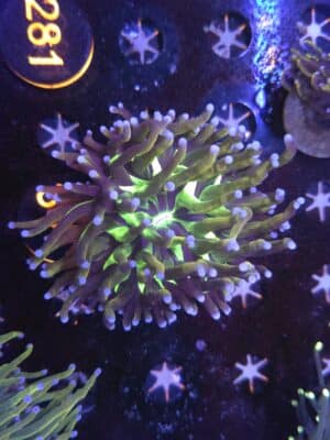 Euphyllia Glabrescens Golden Joker