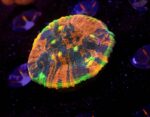 Chalice Jelly Bean