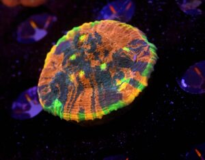 Chalice Jelly Bean